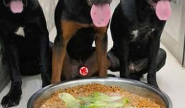 狗狗吃饭视频,捕捉萌宠用餐瞬间